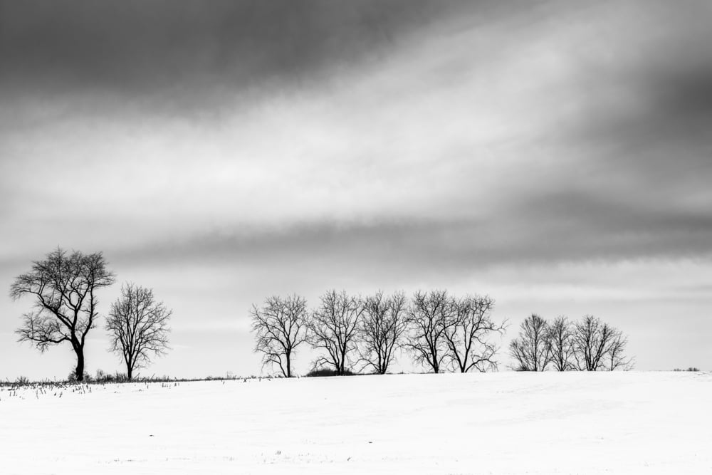 Trees on a snow covered field in rural Adams County, Pennsylvania.